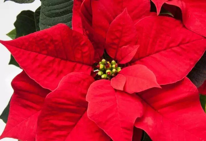 ��� ��������� �� �����������: ������� ������ � �������������� ������