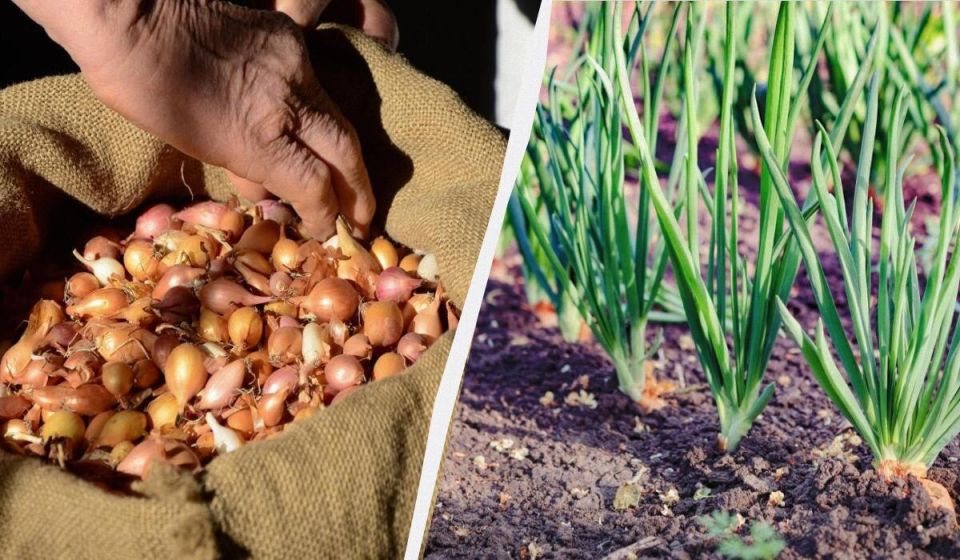 ��� �������� ��� ��� �������� ������: �������, ������� ��������