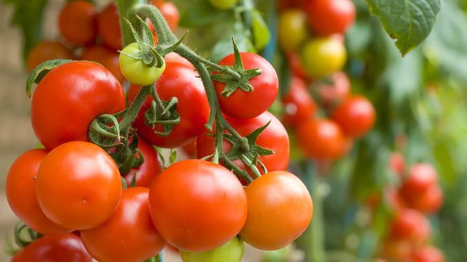 Как добиться впечатляющего урожая помидоров: секреты формирования кустов