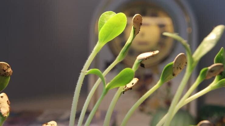 ��� �������� ����������� �����: ����� �������������� � ��������