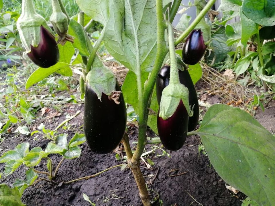 ������� ������� ��������� � ������������� �������