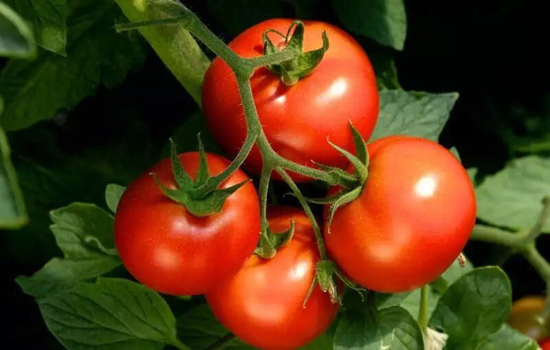 ������ ����������� �������: ����� � ������������ �������� ������ ��� ������ �������