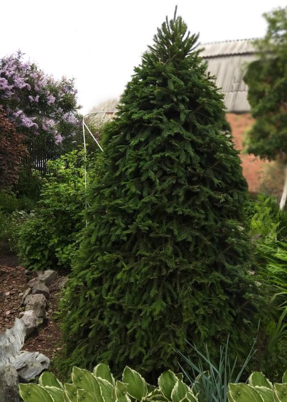 Морозостойкие хвойные: секреты выбора для вашего сада