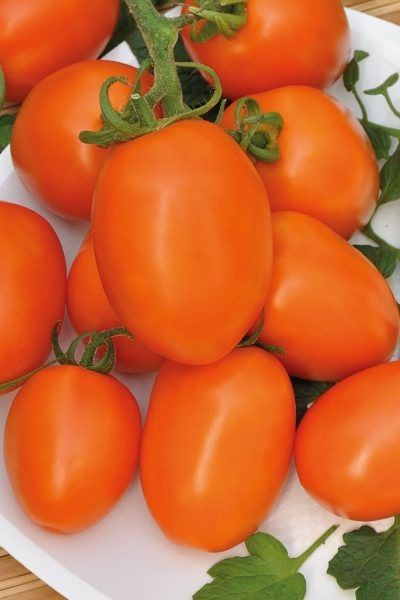 ����� ������� ����: ���������� ��������� �� ������ �������