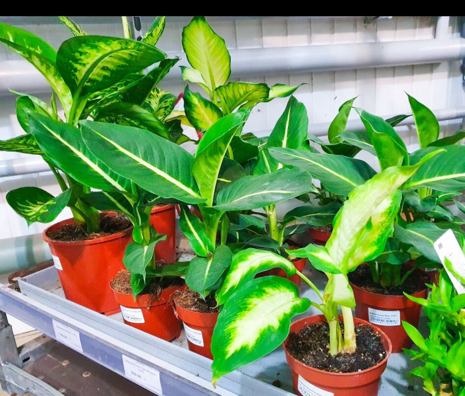 ����� ������� ����: ������� ��� ��� ��������� ��������