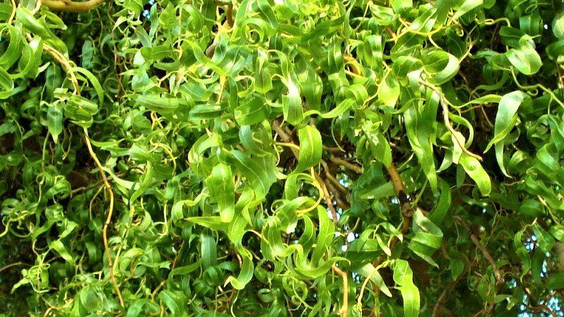 ��� ���������: ���� �������, ������� ������� ����� ���