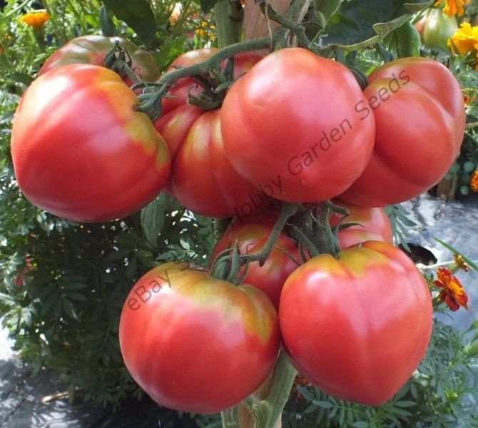 ����� ������: ��� �������� ������ ������� ������ � ����� ��������