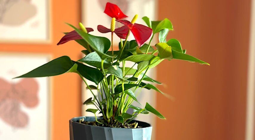 ������ ������� ����� �� ���������� ����������: ��� �� ���� �� �������� � ������