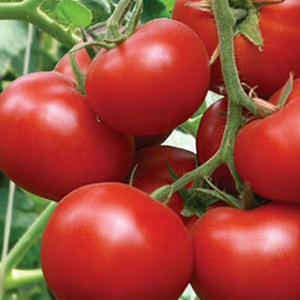 ��� ����������� ����������������� ������� ������� ���� � ��������� ����������