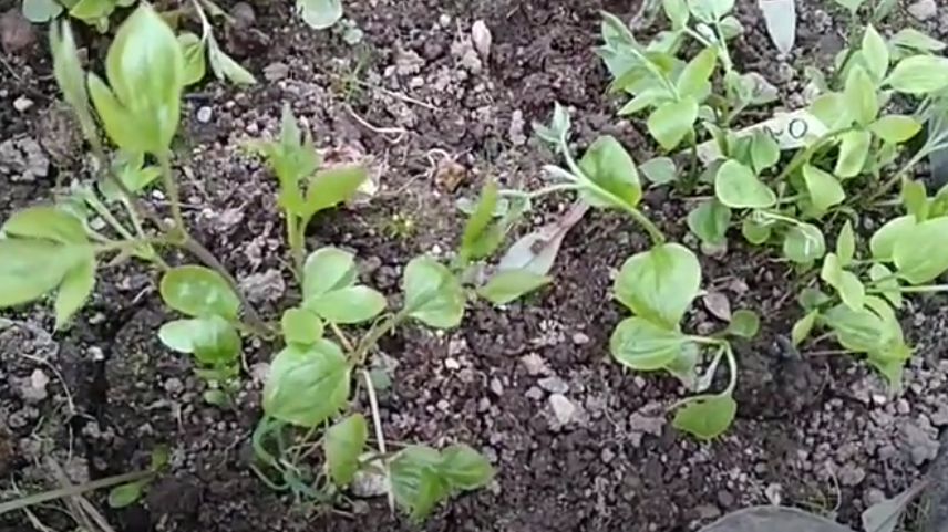 ��� ������� �����: ������������ ����������� ��������� ��� ������ ����� ��������