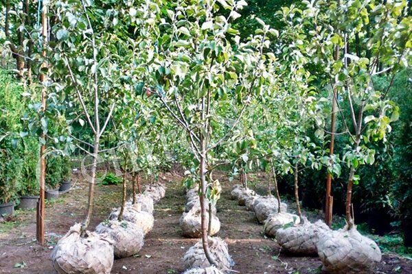 ��� ������� ��������� ����� ��� ������ ���� � 2026 ����