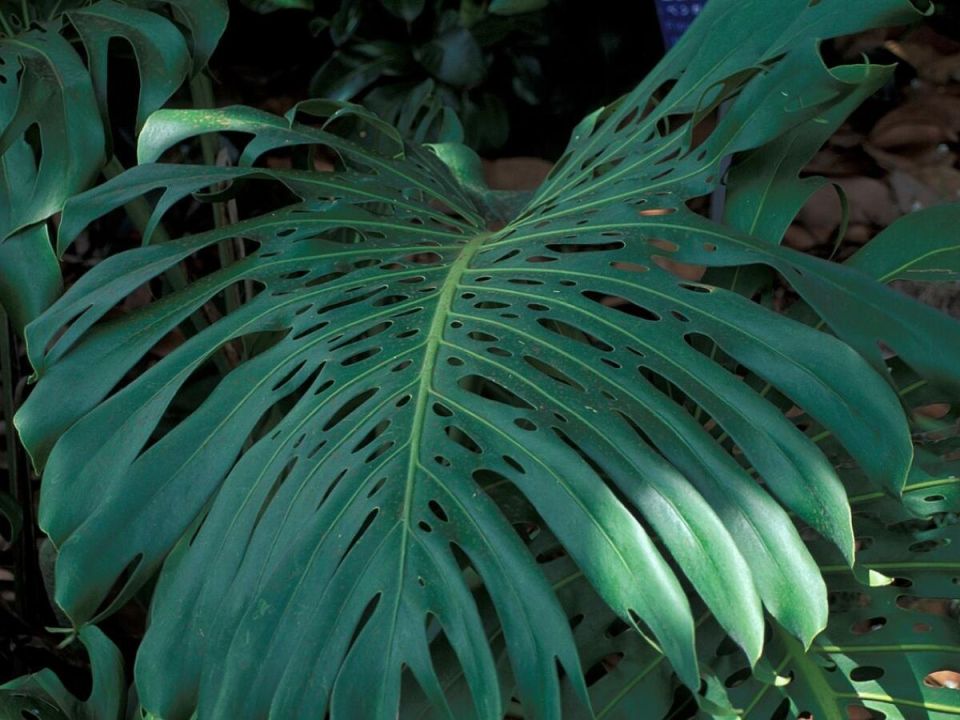 �������� �������: ���������� �������� � ���������� ��������