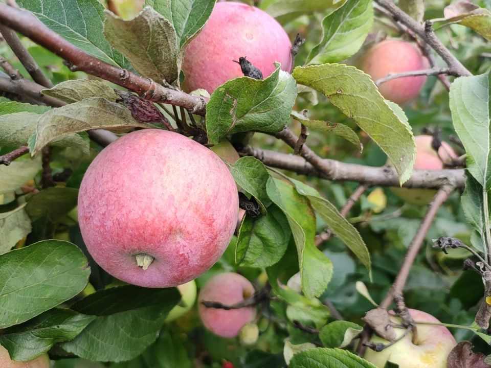 ������ �� �������� ������ 3-5 ��� � ��� �����������?