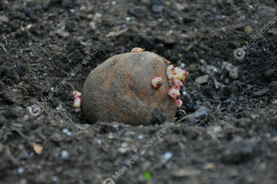 ��� ��������� ����������� ����� ��� ���������: ������� �������� �����������