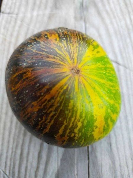 Томат Гном Ребелла: маленькие кусты — большие плоды