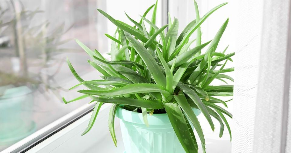 Алоэ: как выбрать, ухаживать и использовать крошечное лекарство у себя дома