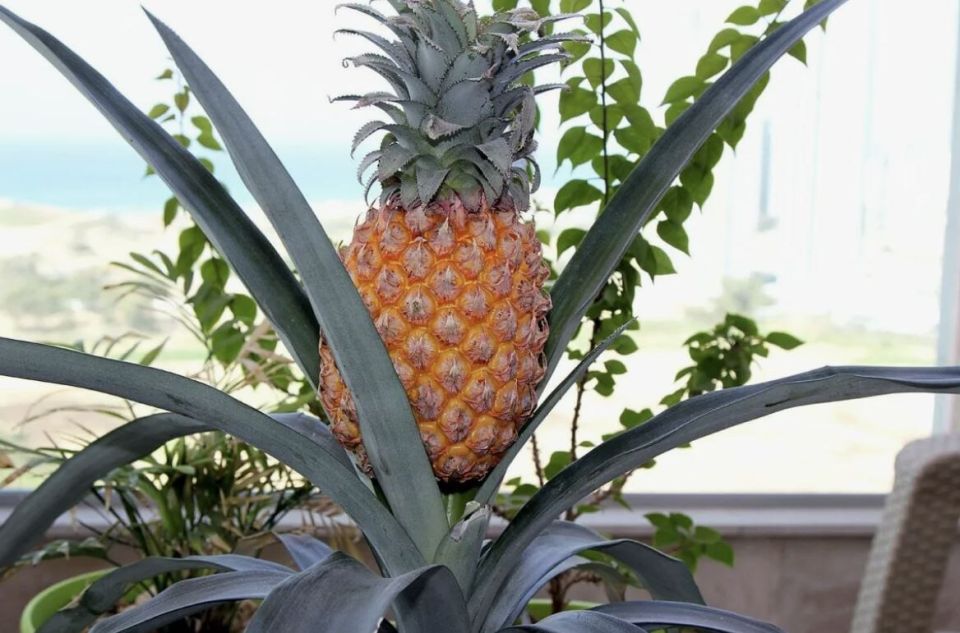 ��� ������� ����������� ������: 5 ������������ ������� ��� ��������� �����������