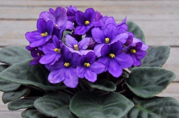 Почему ваша фиалка не цветет?