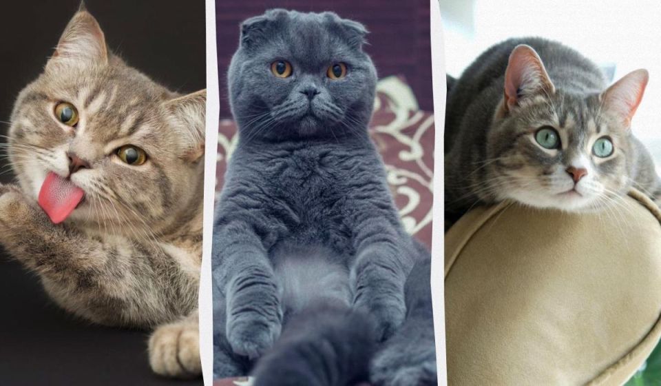 кошачье обаяние: 5 пород, которые сделают вашу жизнь ярче