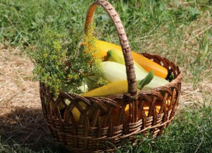 Что посадить в конце июня: советы для дачников