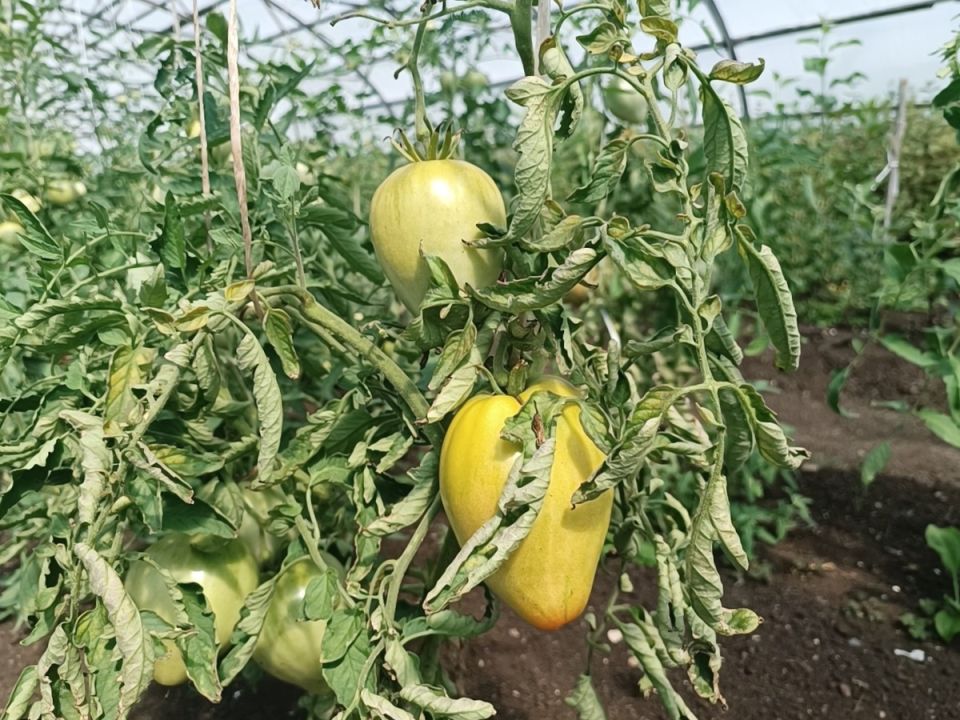 Почему скручиваются листья томатов и как их спасти