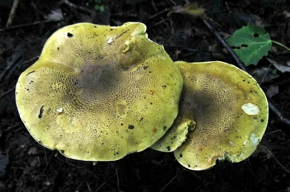 ���� ���������: ��� ��������� � ��� ����������