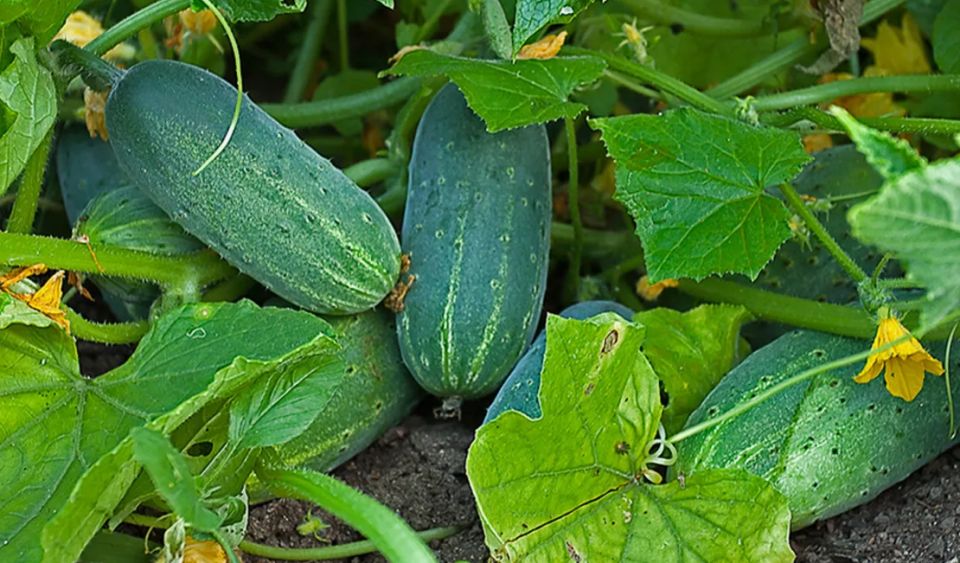 Как эффективно поливать огурцы в жару: советы от опытного садовода