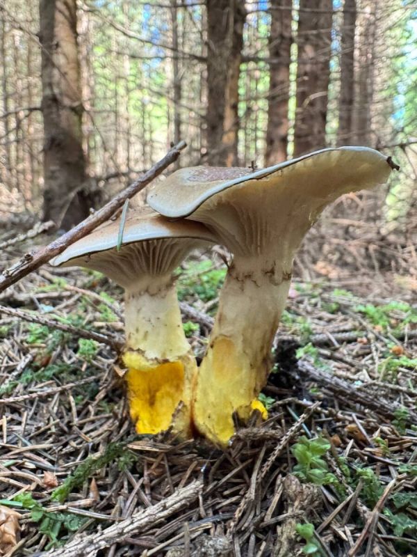 Пробуем маринованные мокрухи: за и против