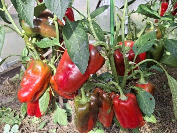 ��� ��������� ������� ����� ��� �����: ������ ��� ���������