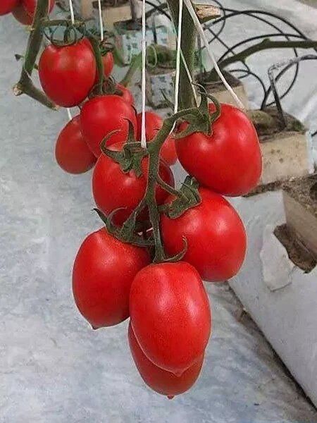 Томат Колибри: идеальный спутник для укромного уголка вашего дома