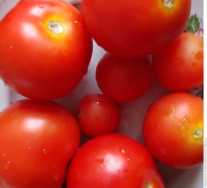 Томат Любушка: секреты получения богатого урожая