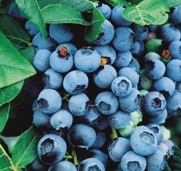 ������ �������� ������ �������: ��� ������� ���� ��� ���� �������