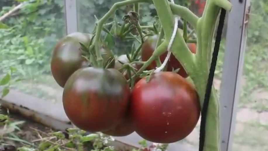 ��� ��������� ������ ������, �� ���������������: ������ ���� � v?rnye ������