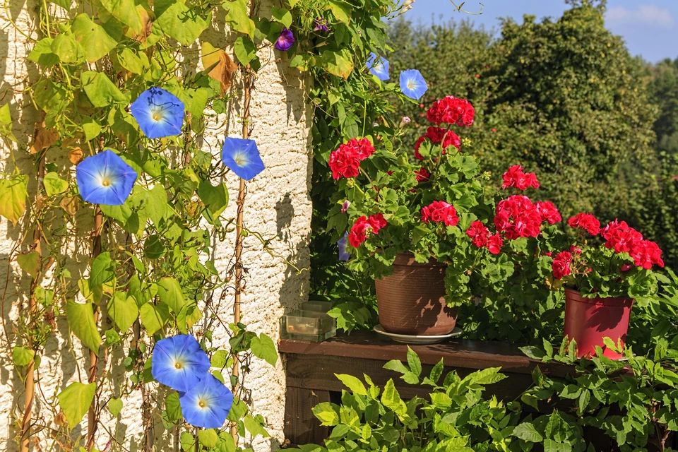 Ваш сад может скрывать запретный вид ипомеи и риск для Каменного закона