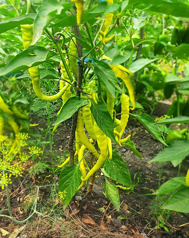 Когда перцы рассказывают о лете: спокойный обзор садовой палитры и её неожиданные выводы