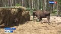 На Орловщине в зоовольерном комплексе родилась зубрица
