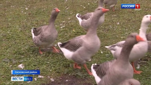 В орловской глубинке гусыня вырастила птенцов лебедя