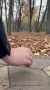 Парк Победы в Орле.. Рыжие листья, рыжий зверек. И надо же, совсем ручной