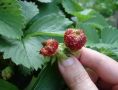 Почему клубника изменяет свои формы: причины и рекомендации