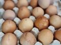 Яйца в рационе: стоит ли их есть