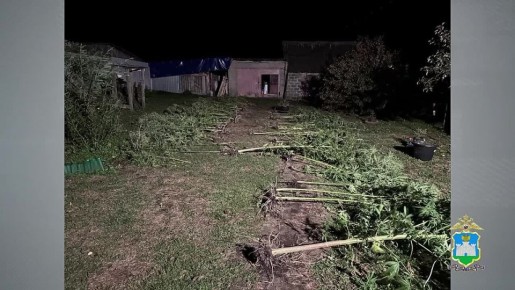 Сотрудники полиции Орловской области изъяли у наркоагронома 6 кг марихуаны и 125 кустов конопли