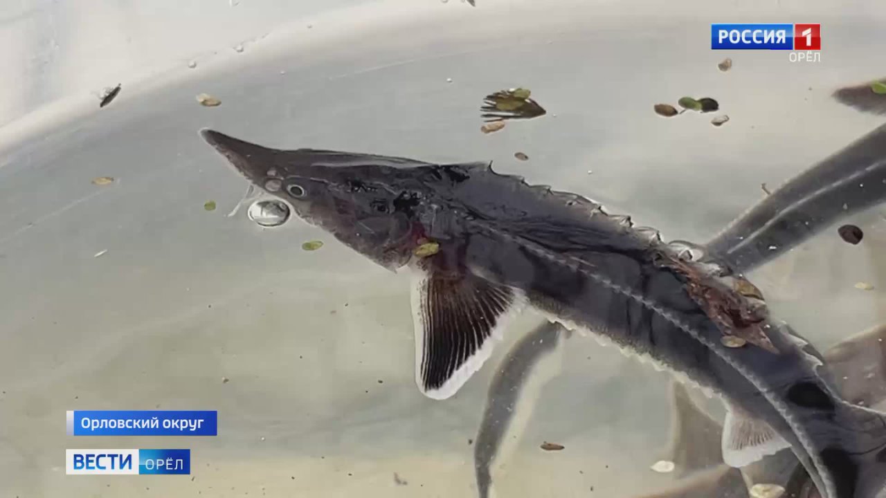 Под Орлом в реку выпустили две тысячи мальков стерляди