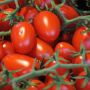 Зеленая магия соседства: секреты, как вырастить вкусные помидоры