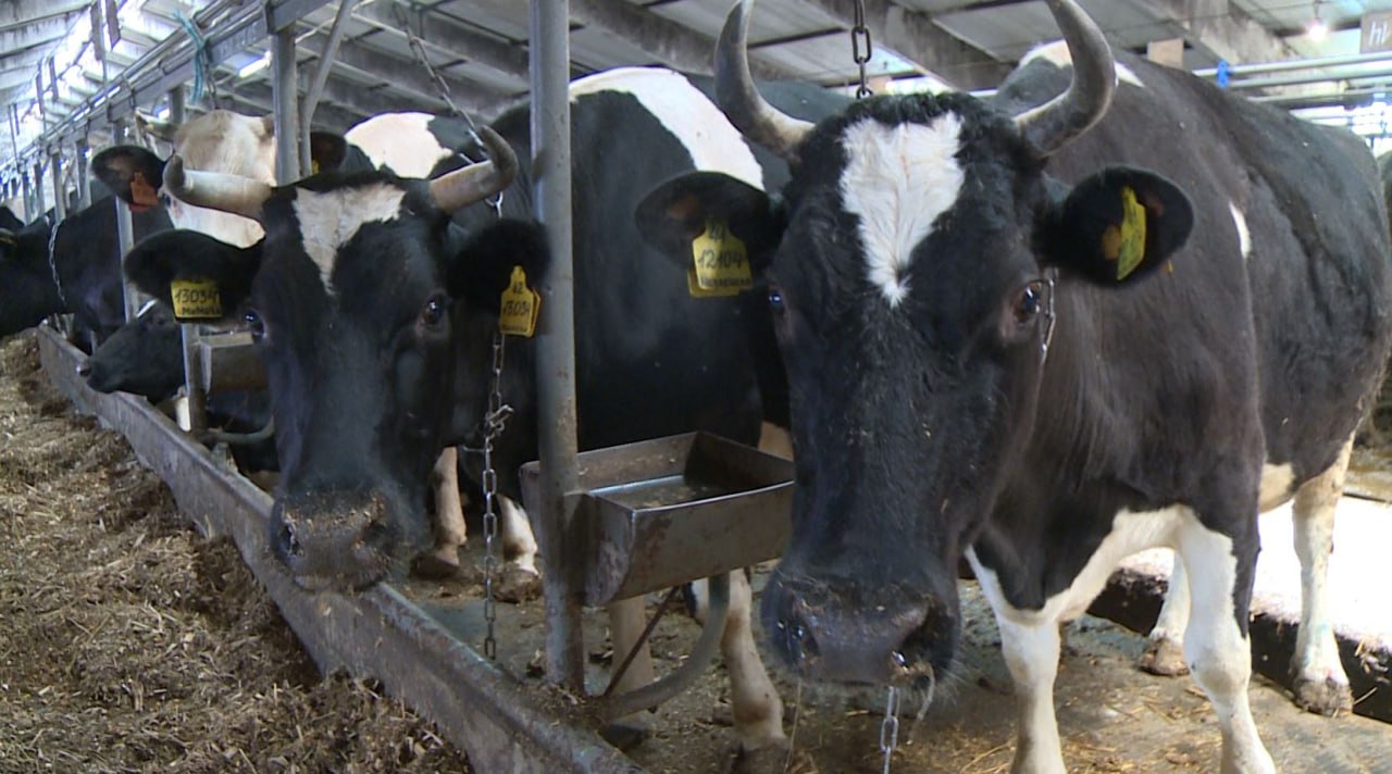 С начала 2025 года Орловская область отправила больше 208 тонн «молочки» в другие страны