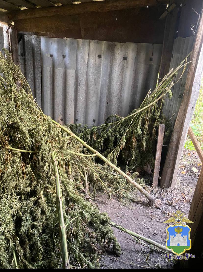 Орловские полицейские изъяли 25 килограммов конопли в сарае под Дмитровском Орловские полицейские изъяли 25 килограммов конопли в сарае под Дмитровском