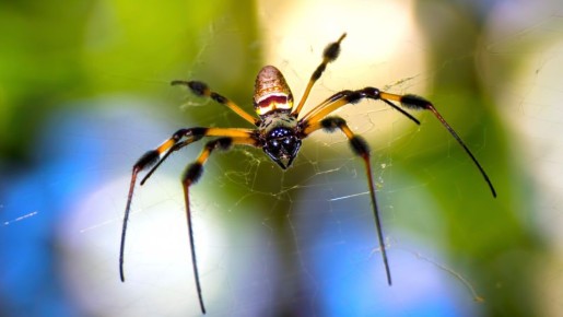 Не вздумайте даже близко подходить к паукам: вот почему это закончится плохо