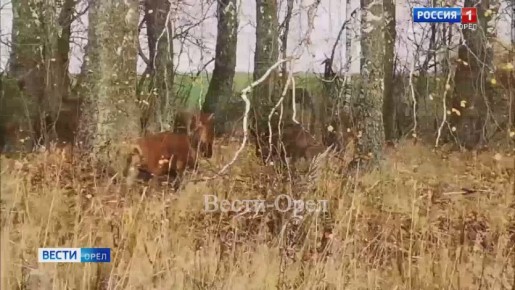 Семейство кабанов в Орловской области попало на видео нашей съемочной группы, когда перебегало дорогу