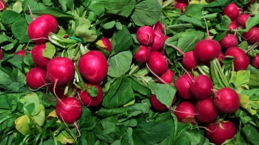 Соберете 3 урожая редиса за сезон: вот как заставить его расти до заморозков