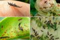 Трипсы на баклажанах: как опознать и эффективно справиться с вредителями?