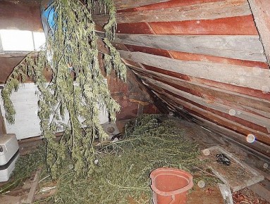 Плантацию конопли и килограммы марихуаны нашли у жителя Орловского округа